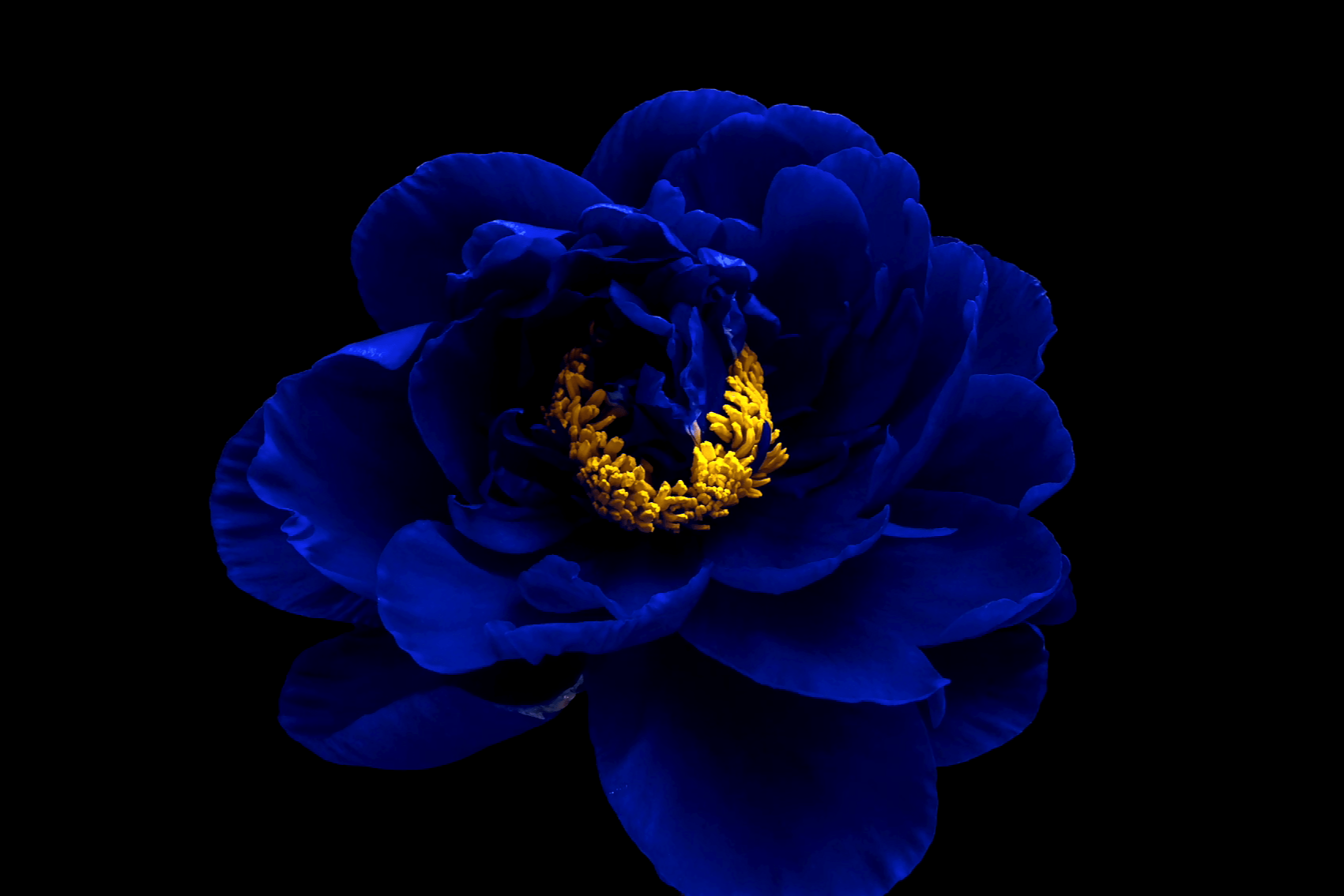 Peonía azul